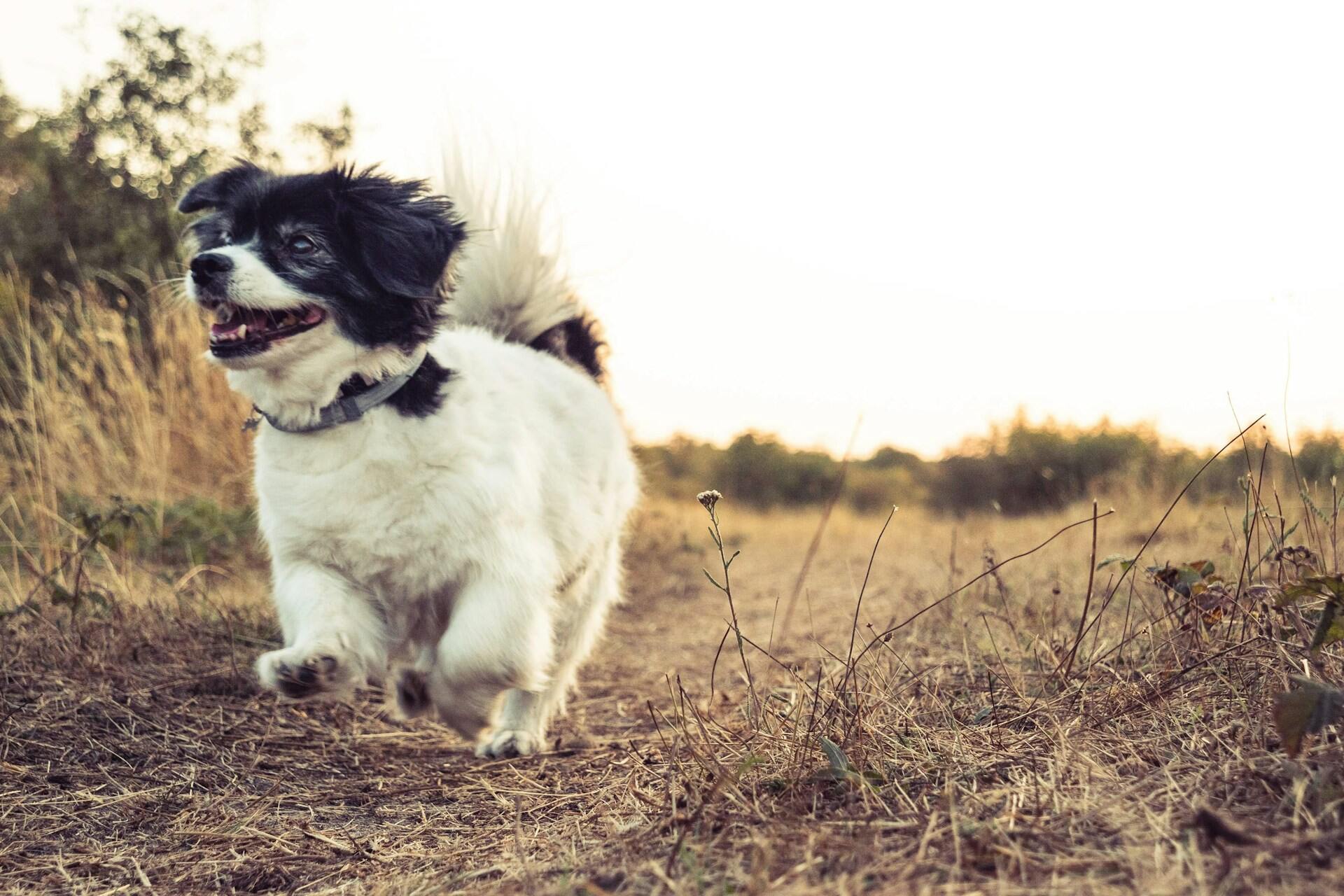 A black and white puppy running through a field