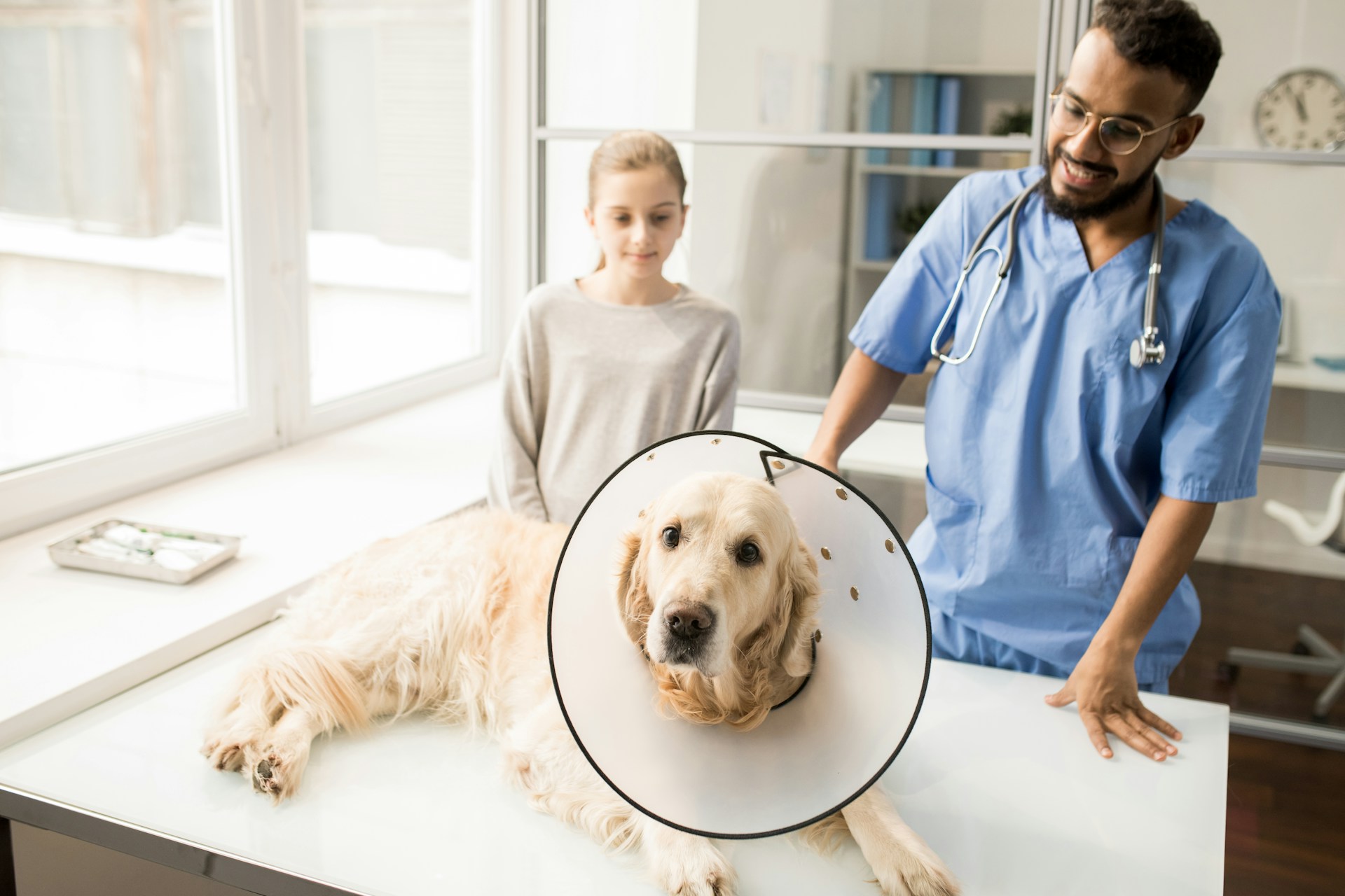 A dog wearing a cone collar at a vet's clinic