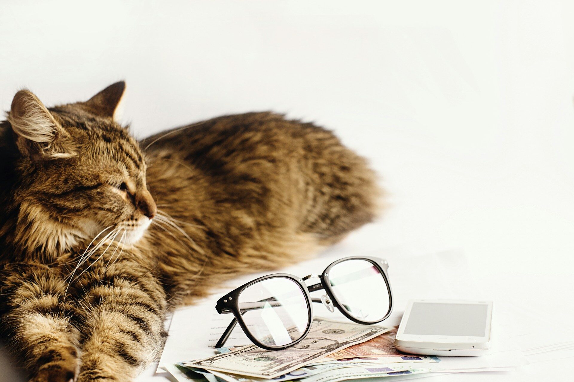 A cat sitting by a pile of currency notes, a smartphone, and glasses