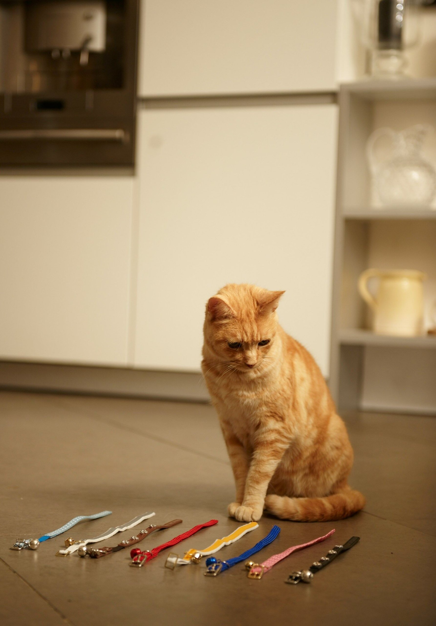 An orange cat sitting in front of a row of colorful cat collars