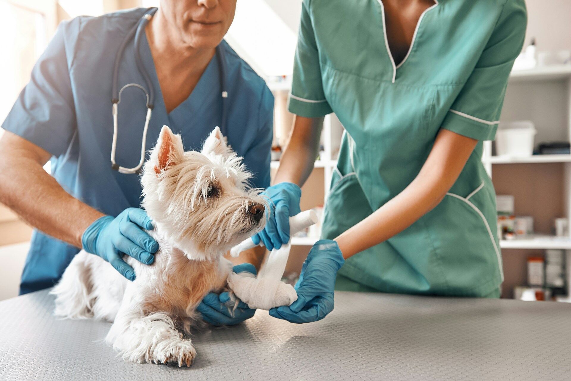 Two vets bandaging a small dog's foot with gauze