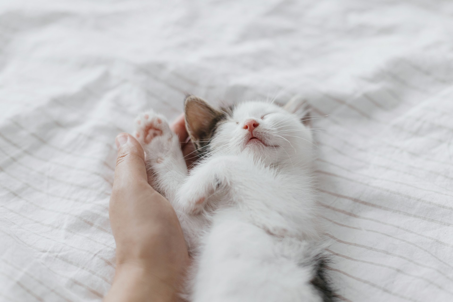 A tired cat sleeping in bed