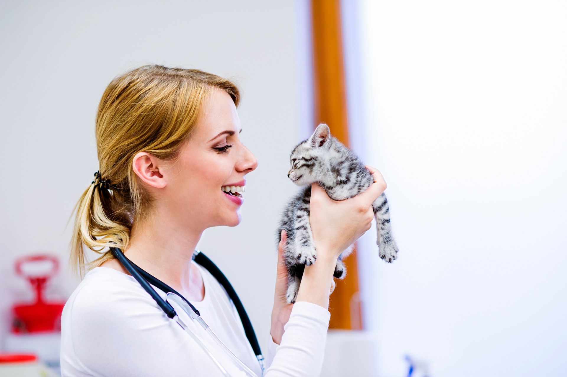 A vet checking a small cat her a clinic