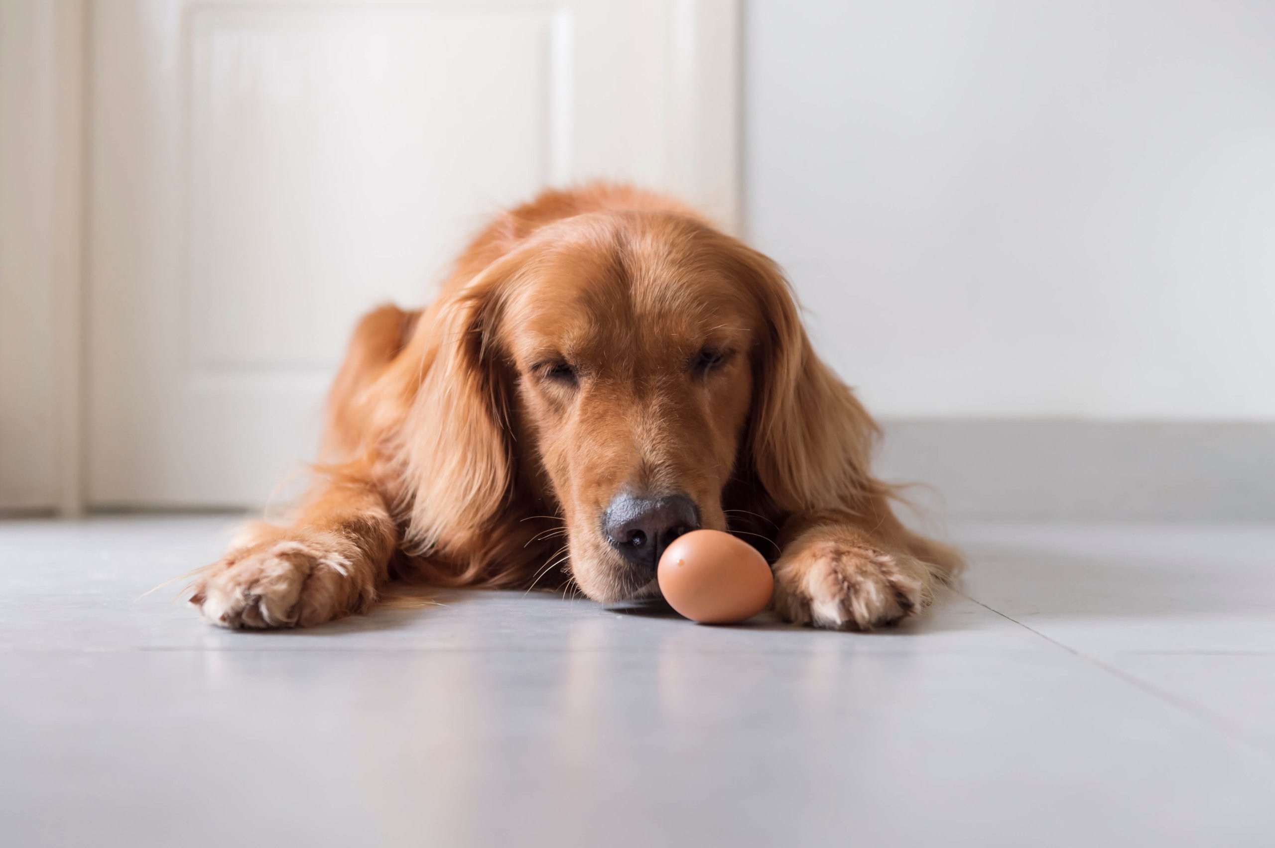 Golden Retriever liegt auf den Boden mit einem Ei vor sich