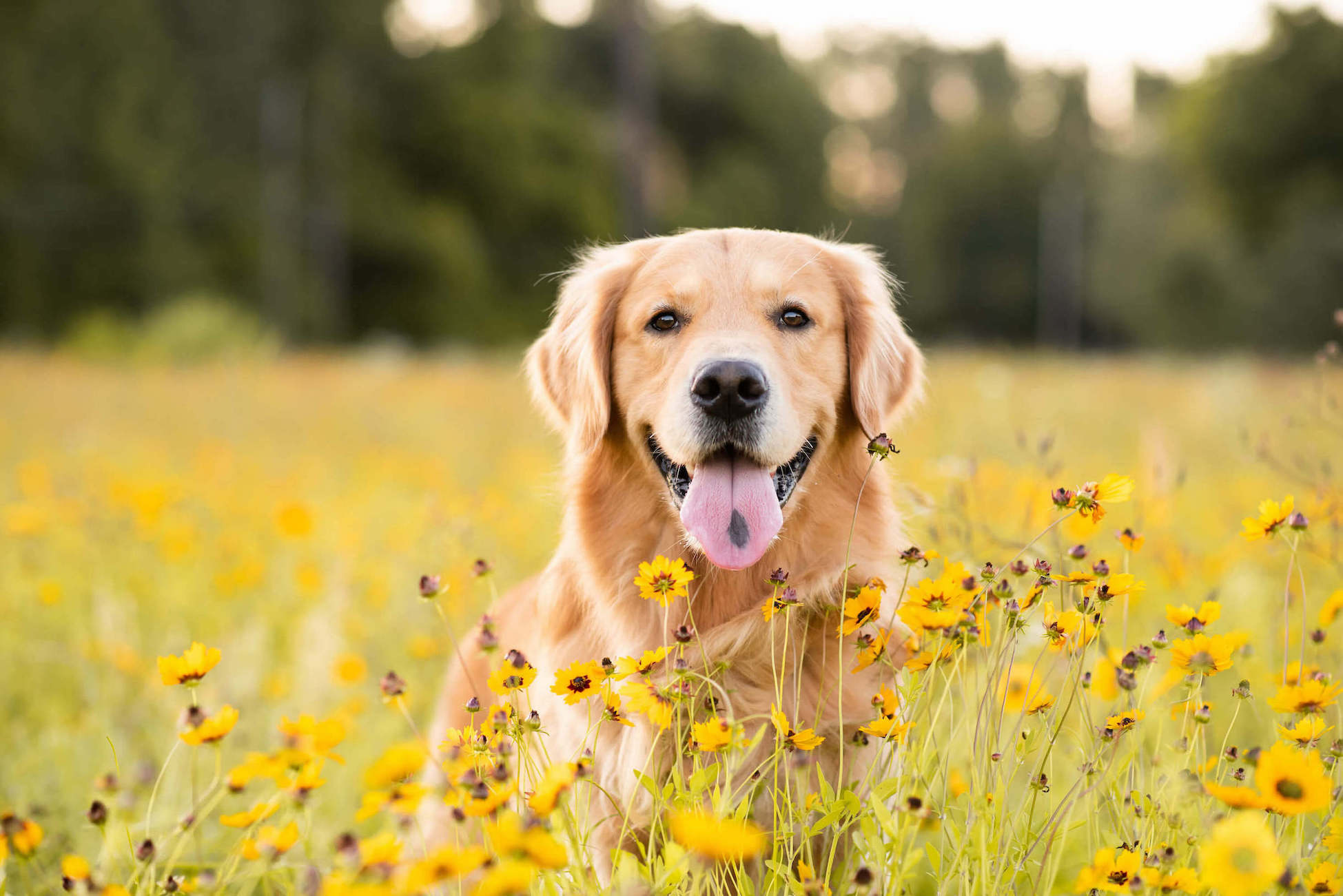 Golden Retriever sitzt in einer Wiese mit hohen Blüten