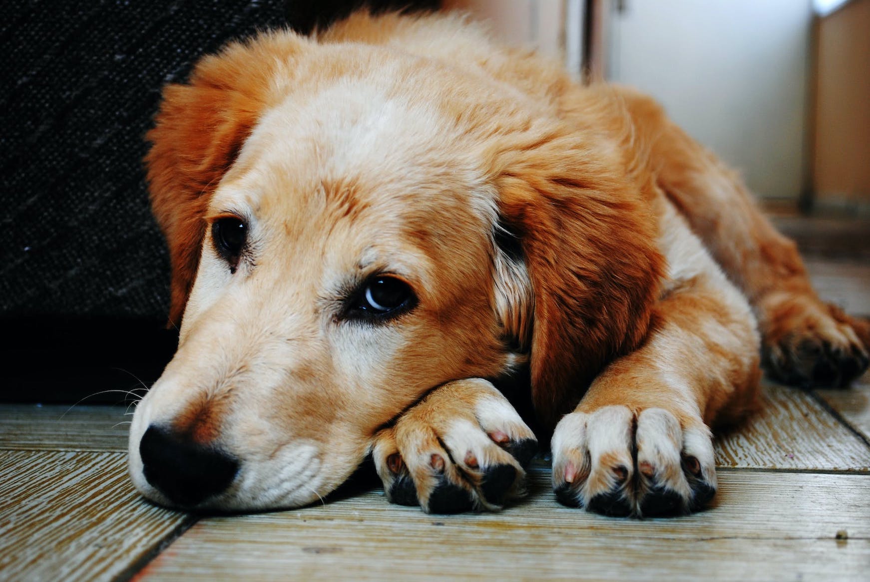 Golden Retriever liegt am Boden und sieht nach oben