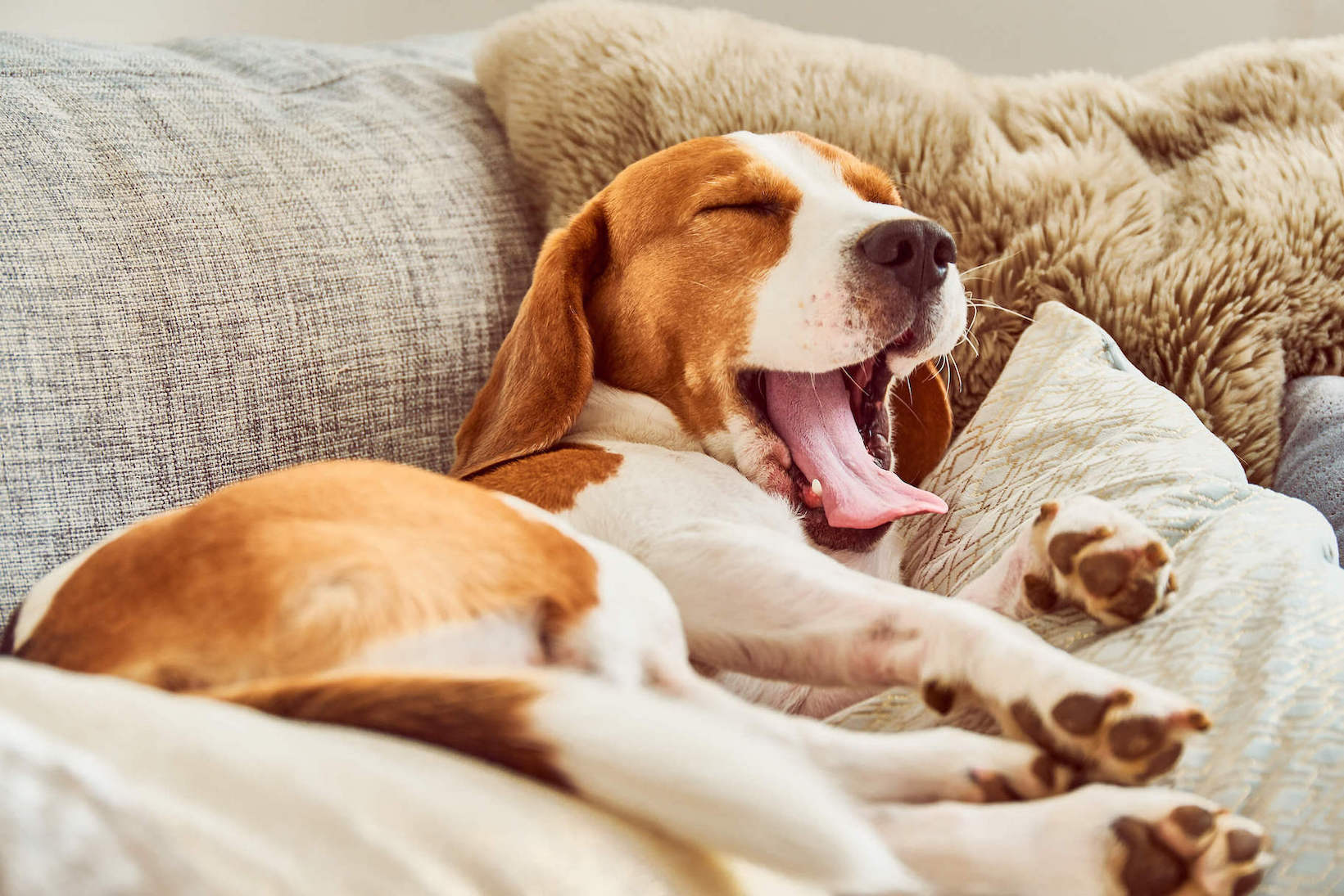 Beagle liegt auf einer Couch und gähnt