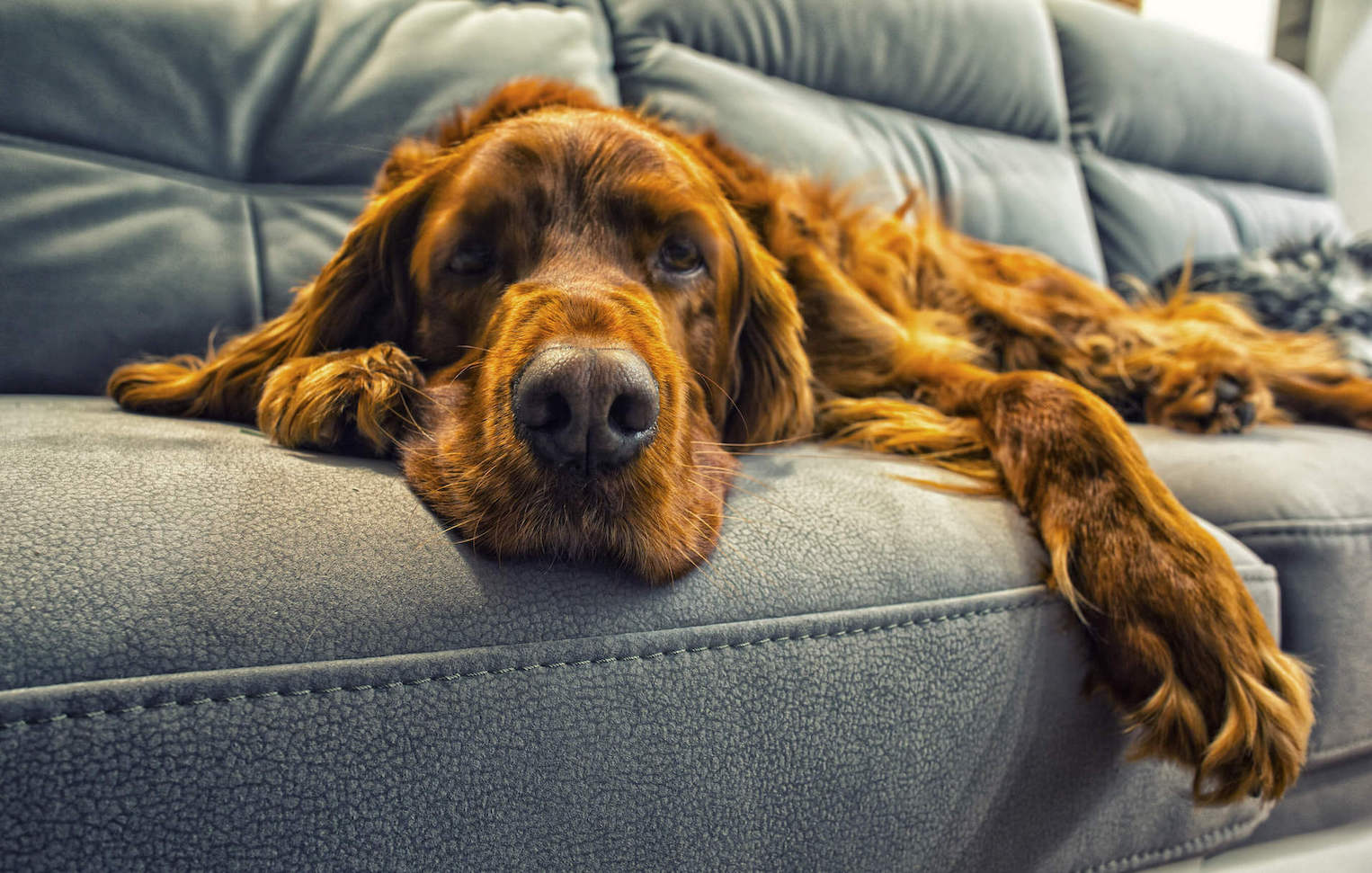 Brauner Hund liegt auf einer schwarzen Couch