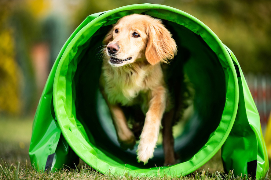 Retrieverwelpe läuft durch einen Tunnel beim Agility