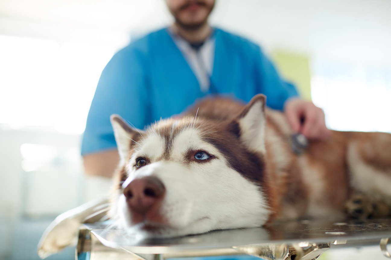 Husky liegt auf Behandlungstisch beim Tierarzt und wird untersucht nachdem er von Biene gestochen wurde