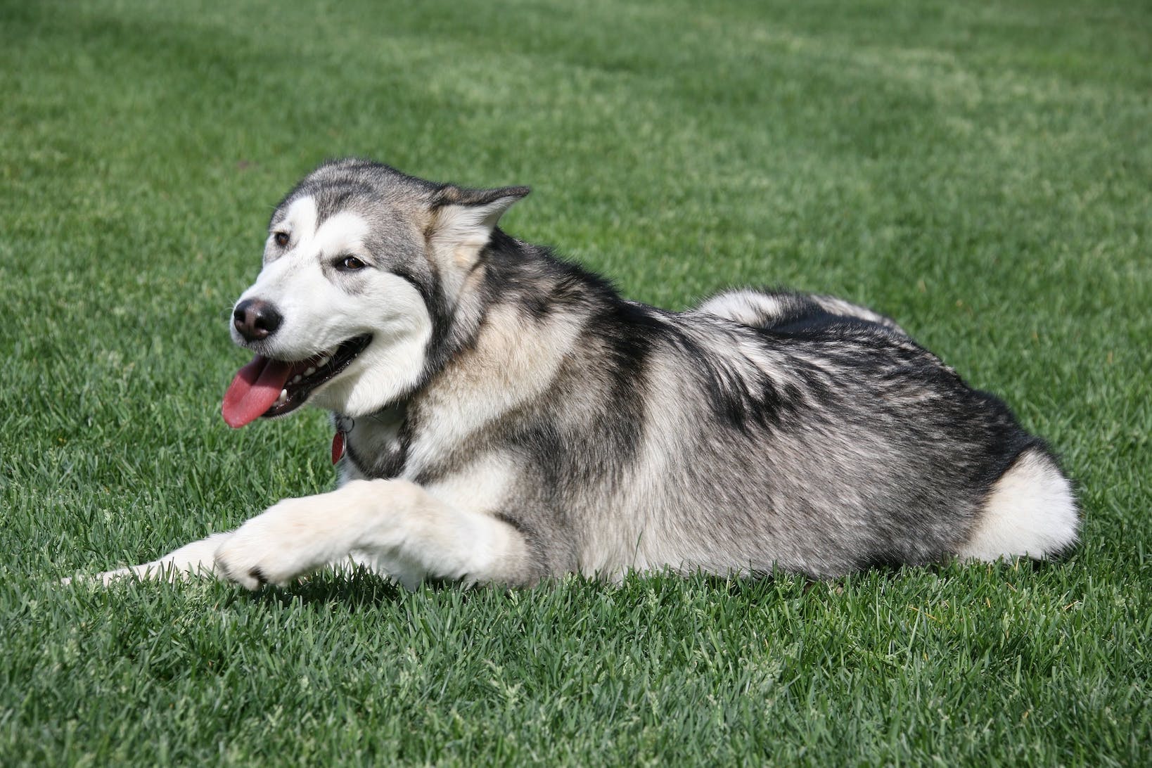 Husky liegt hechelnd im Gras