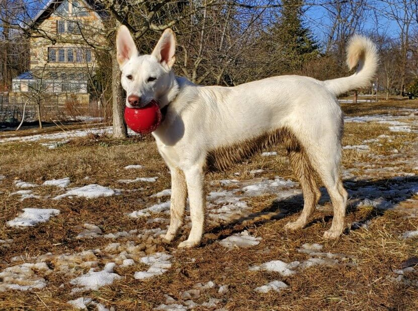 Un chien blanc joue avec une balle