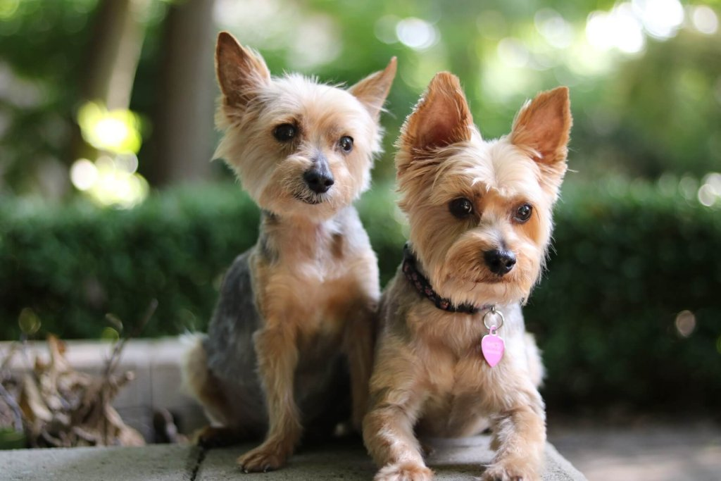 Deux petits terriers dans l'herbe