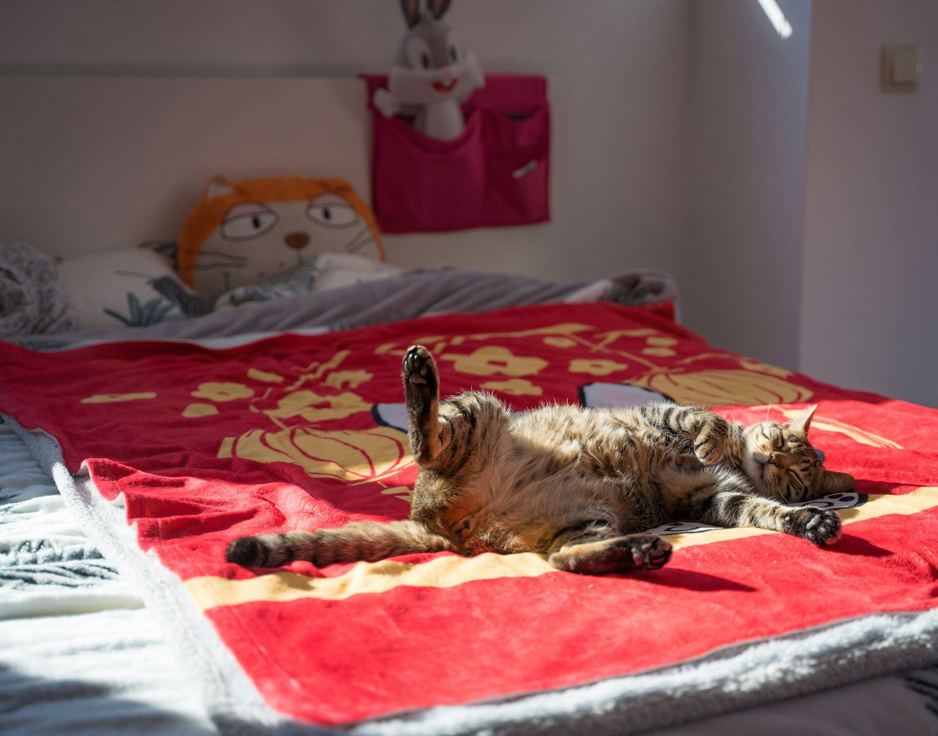 A brown cat sleeping in bed