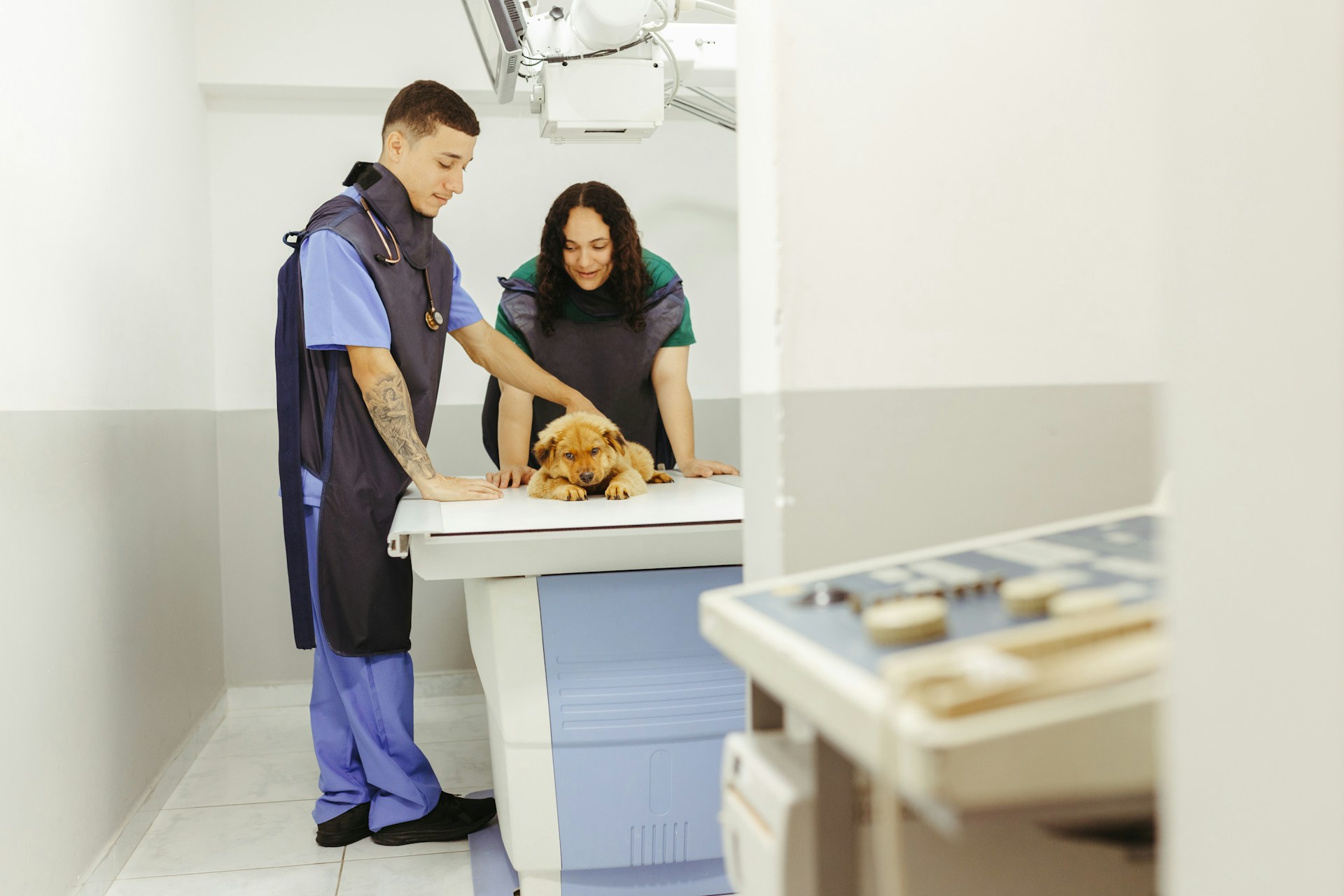 A pair of vets checking up on a puppy at their clinic