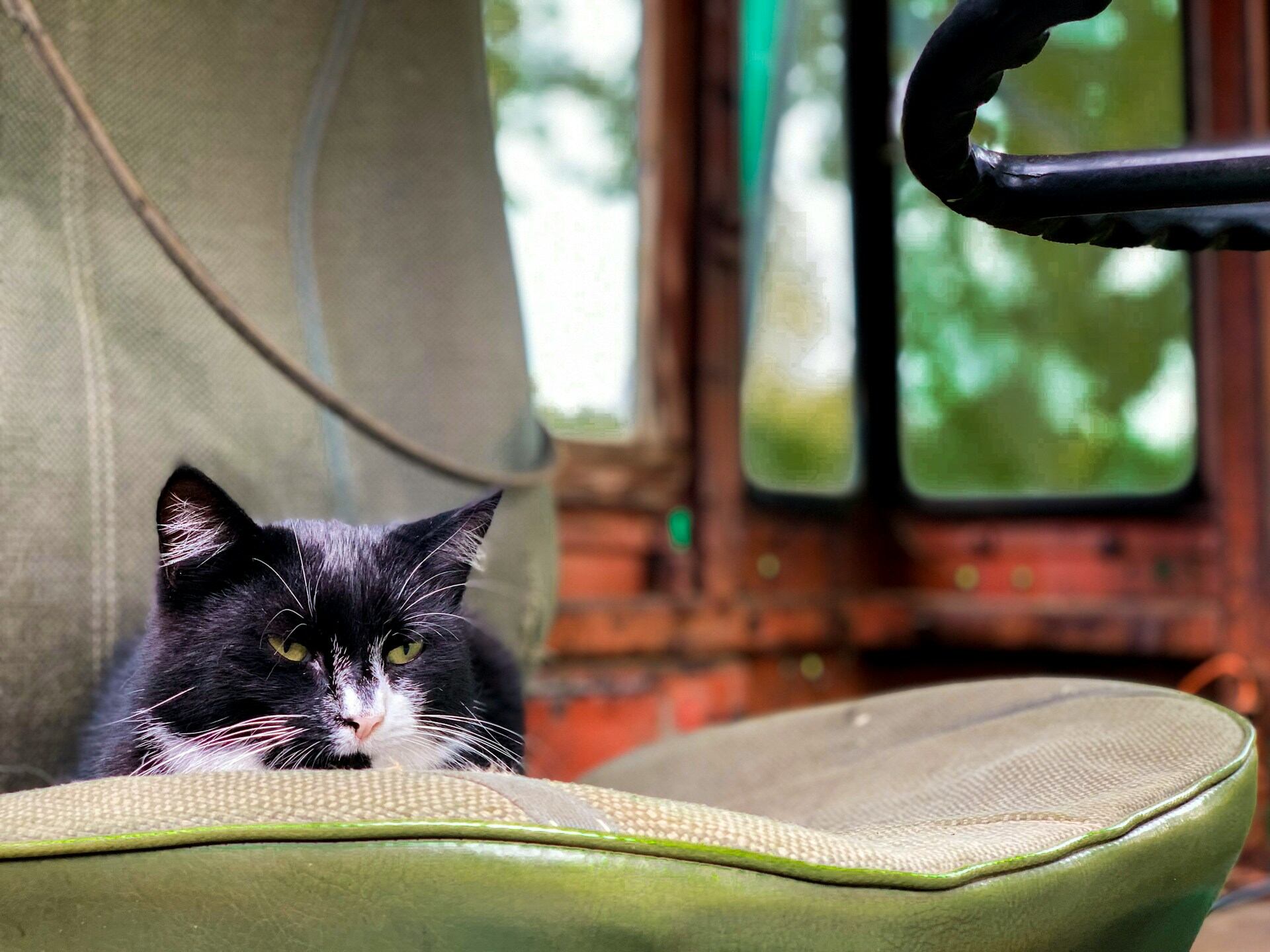 A senior cat sitting on a desk chair indoors