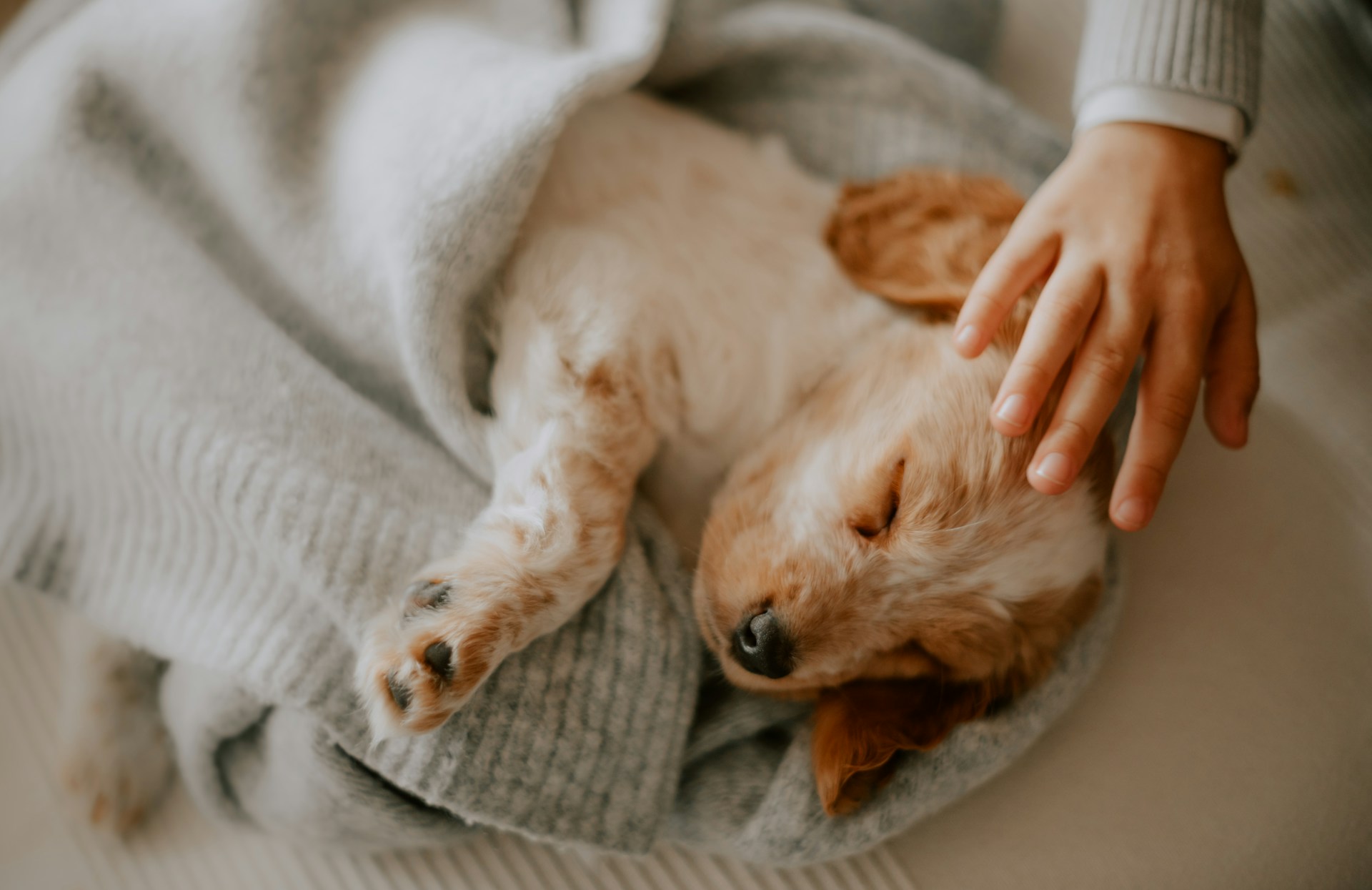 A puppy sleeping wrapped up in a blanket