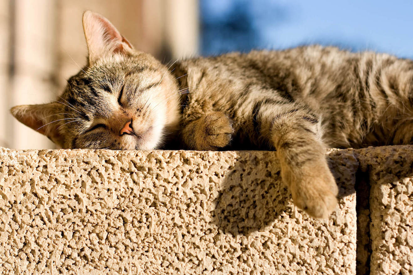 Katze schläft auf einer kühlen Mauer