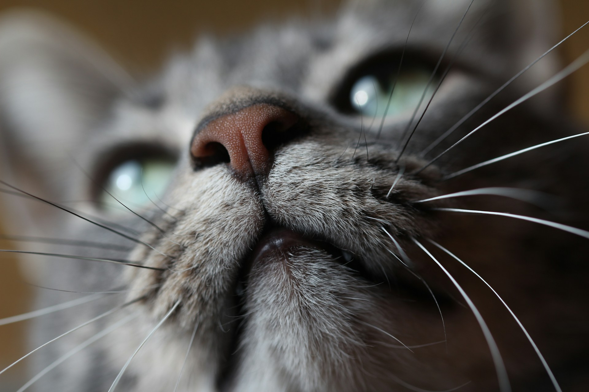 Closeup of a cat's face and whiskers