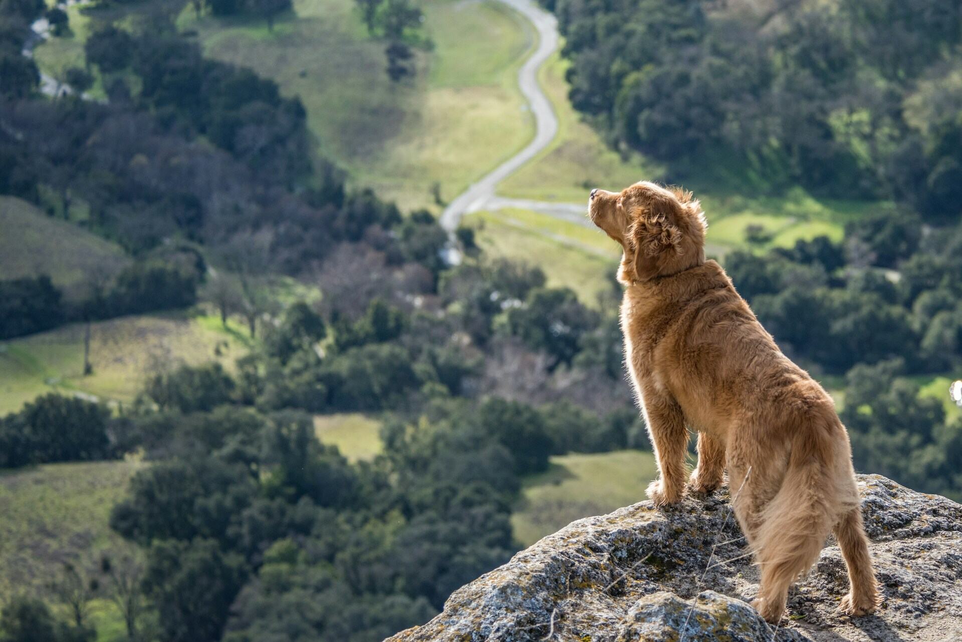 En hund som blickar ut från en klippa över en skog