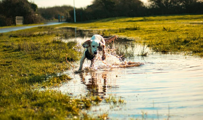 A dog playing in a pond outdoors