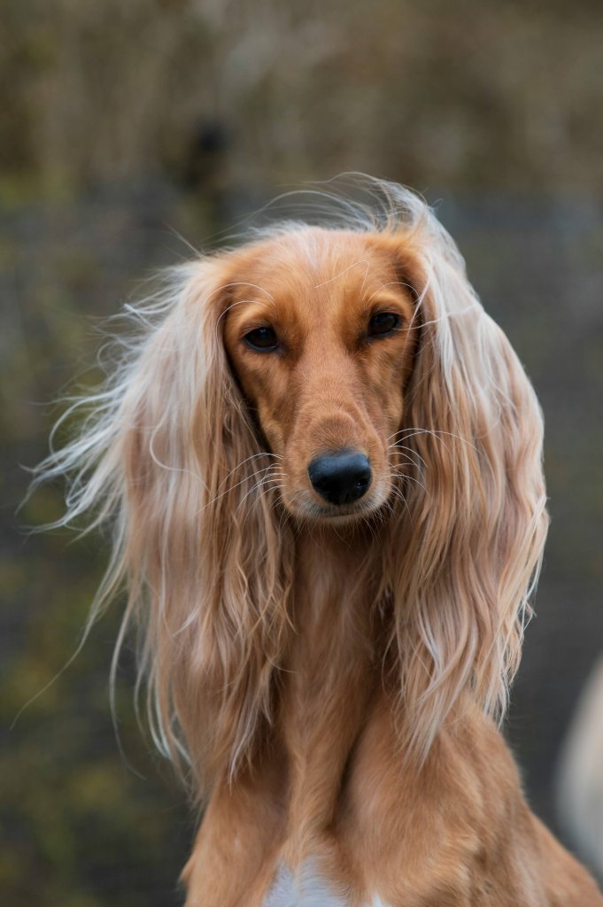 Closeup of a Saluki dog