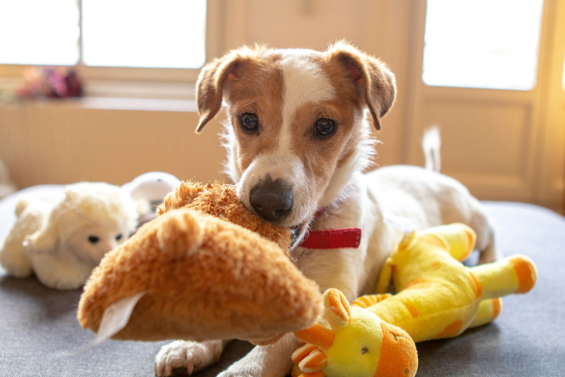 A puppy chewing on a toy indoors