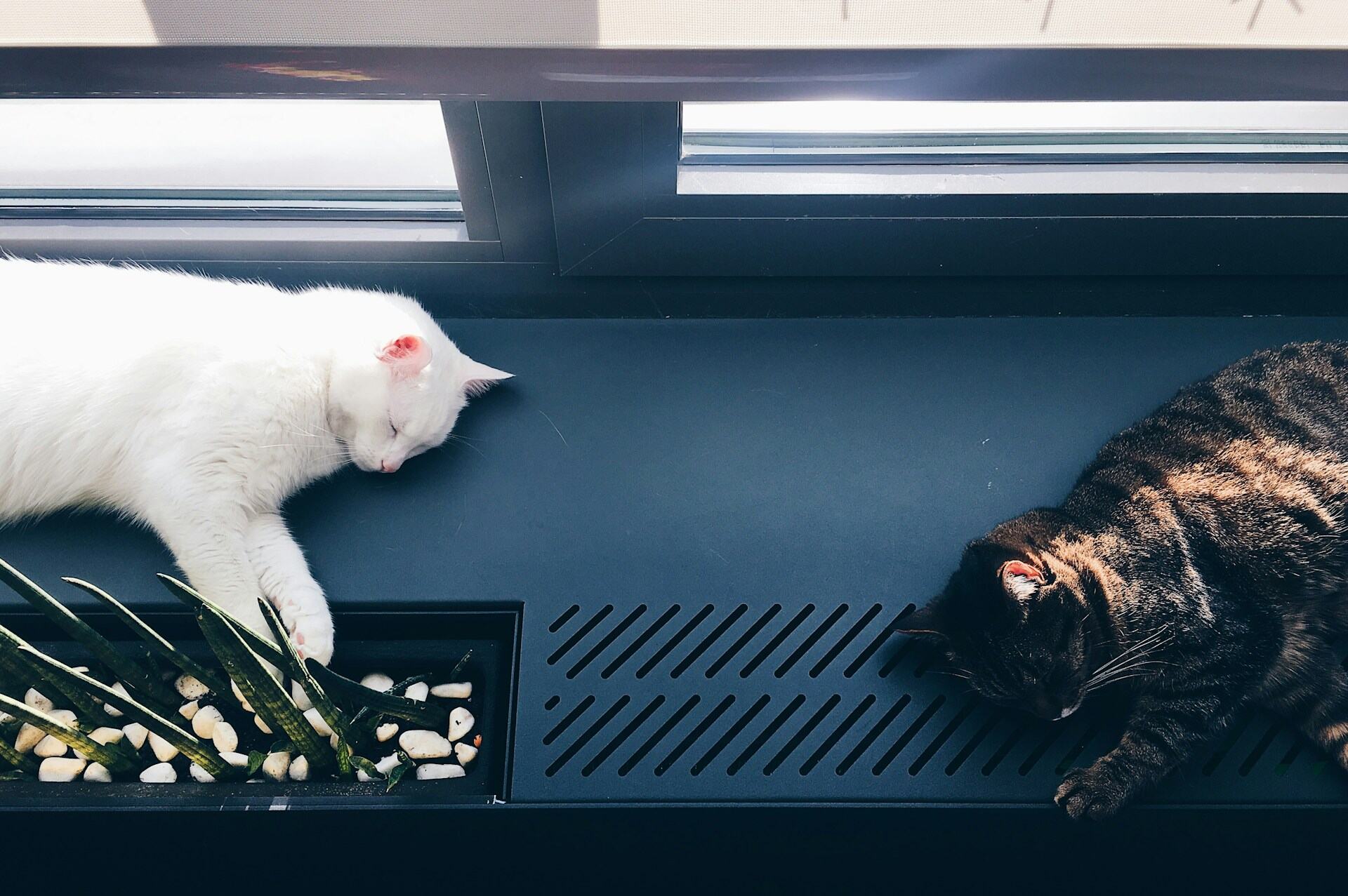 Two tired cats lying by a window