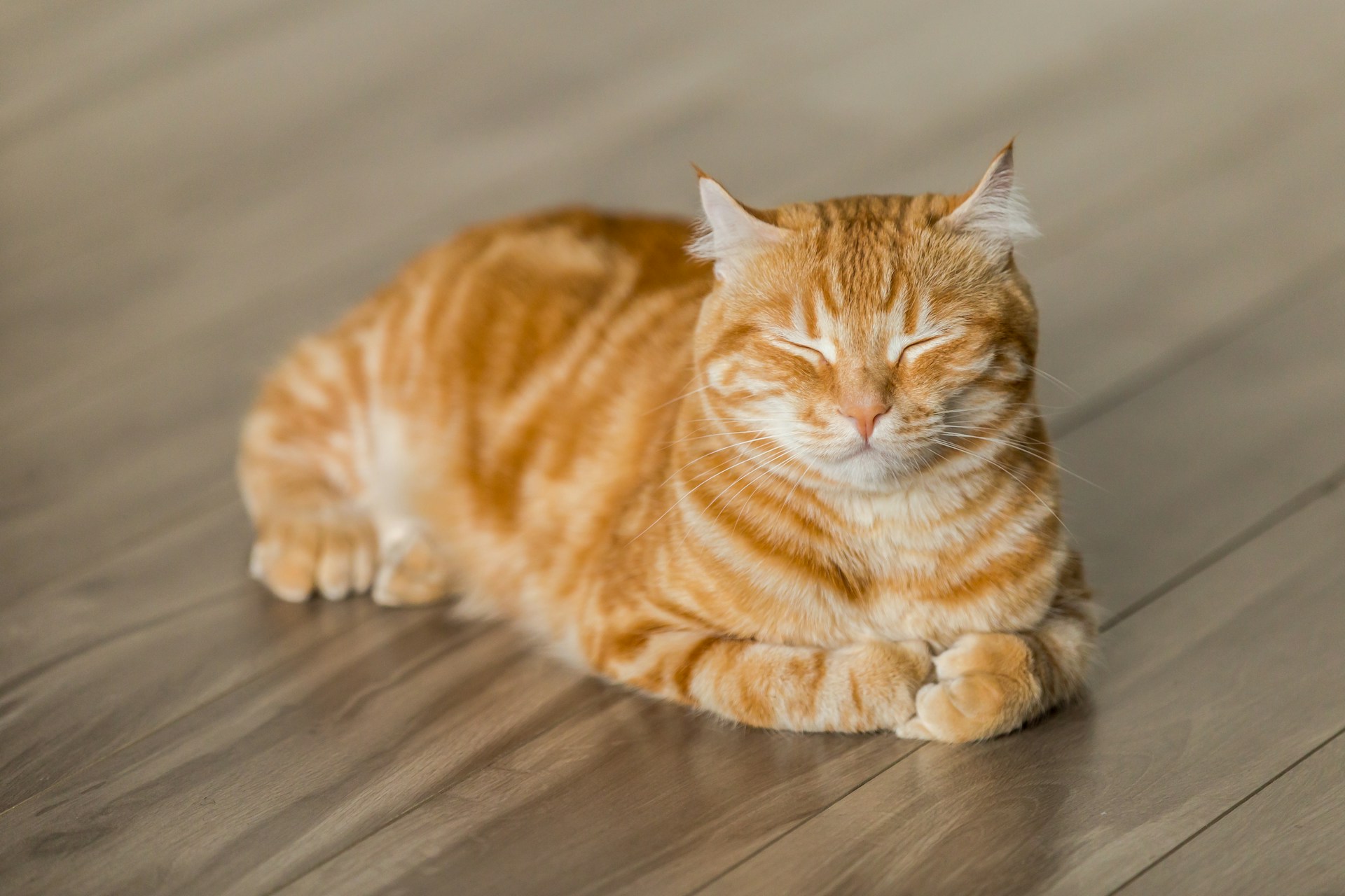 A cat sleeping upright on the floor