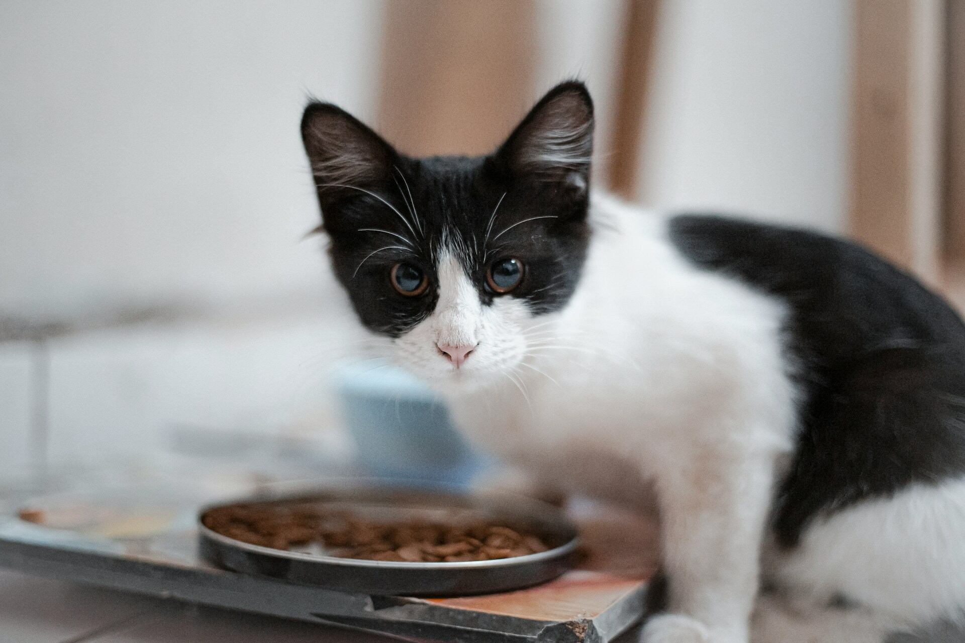 A cat sitting by a bowl of food