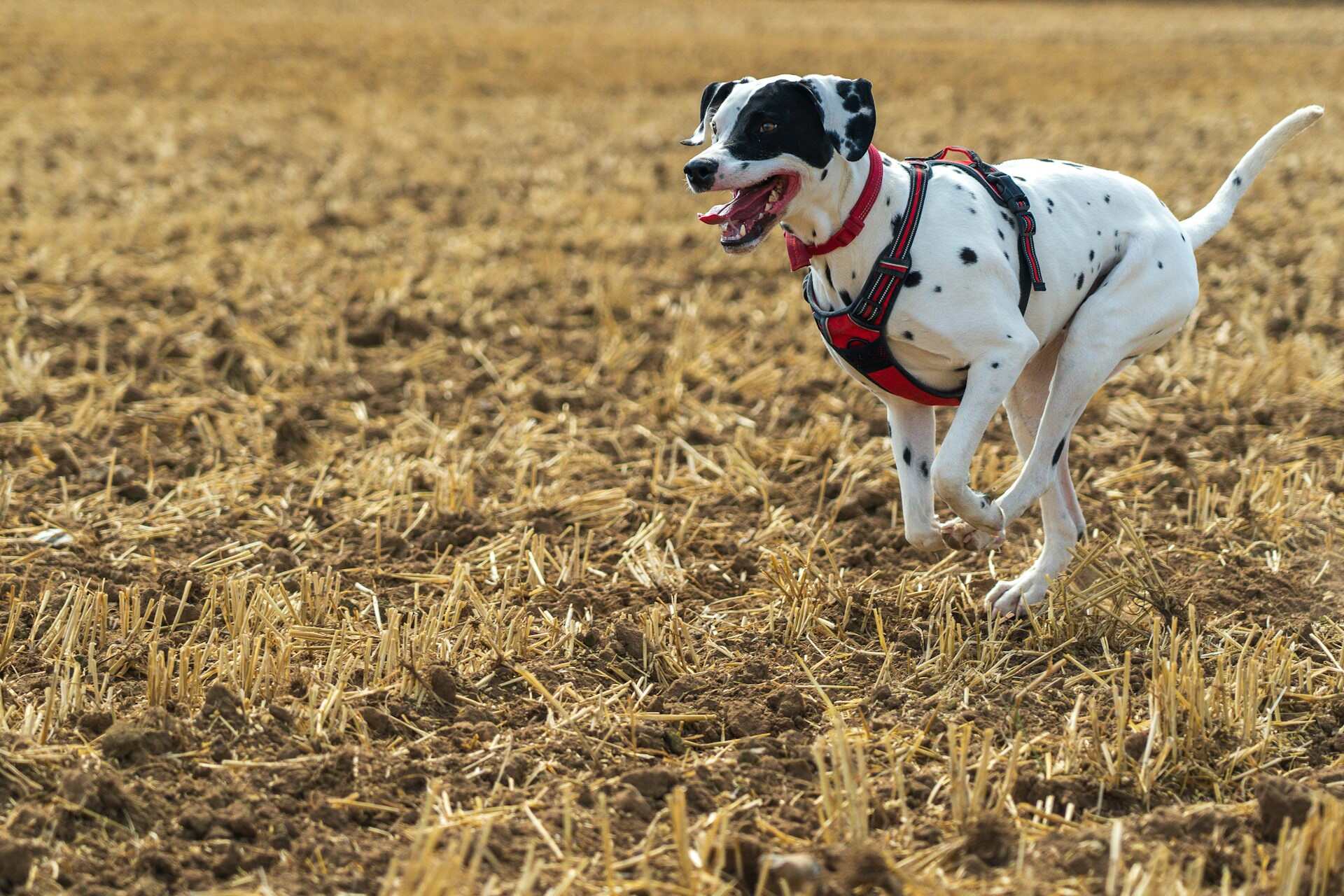 En svart och vit hund med sele som springer på ett fält