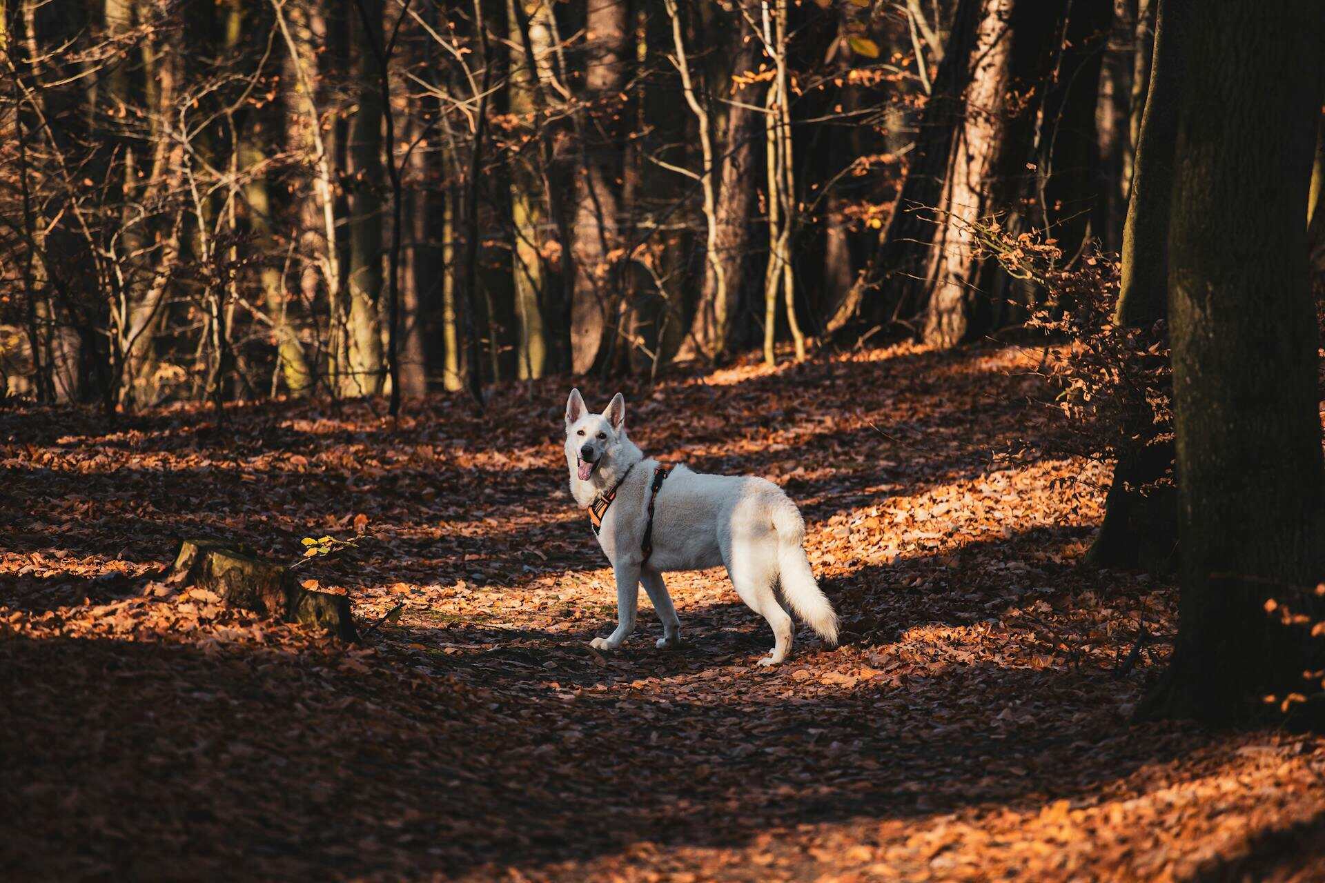 En vit hund som går i skogen