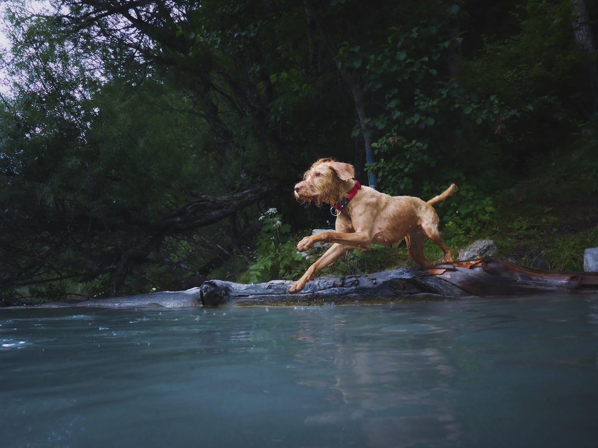 En hund som hoppar i en sjö i skogen