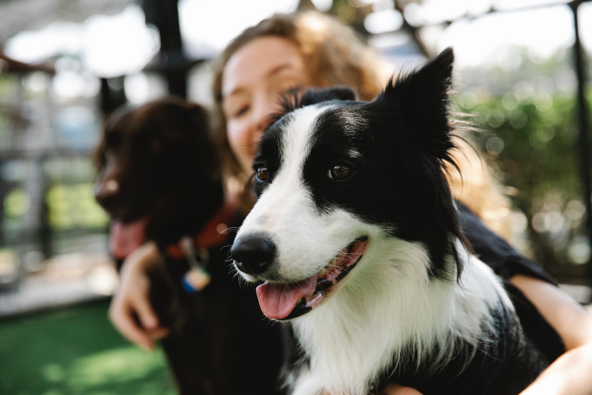 En kvinna som sitter md en brun labrador och en border collie i en park 