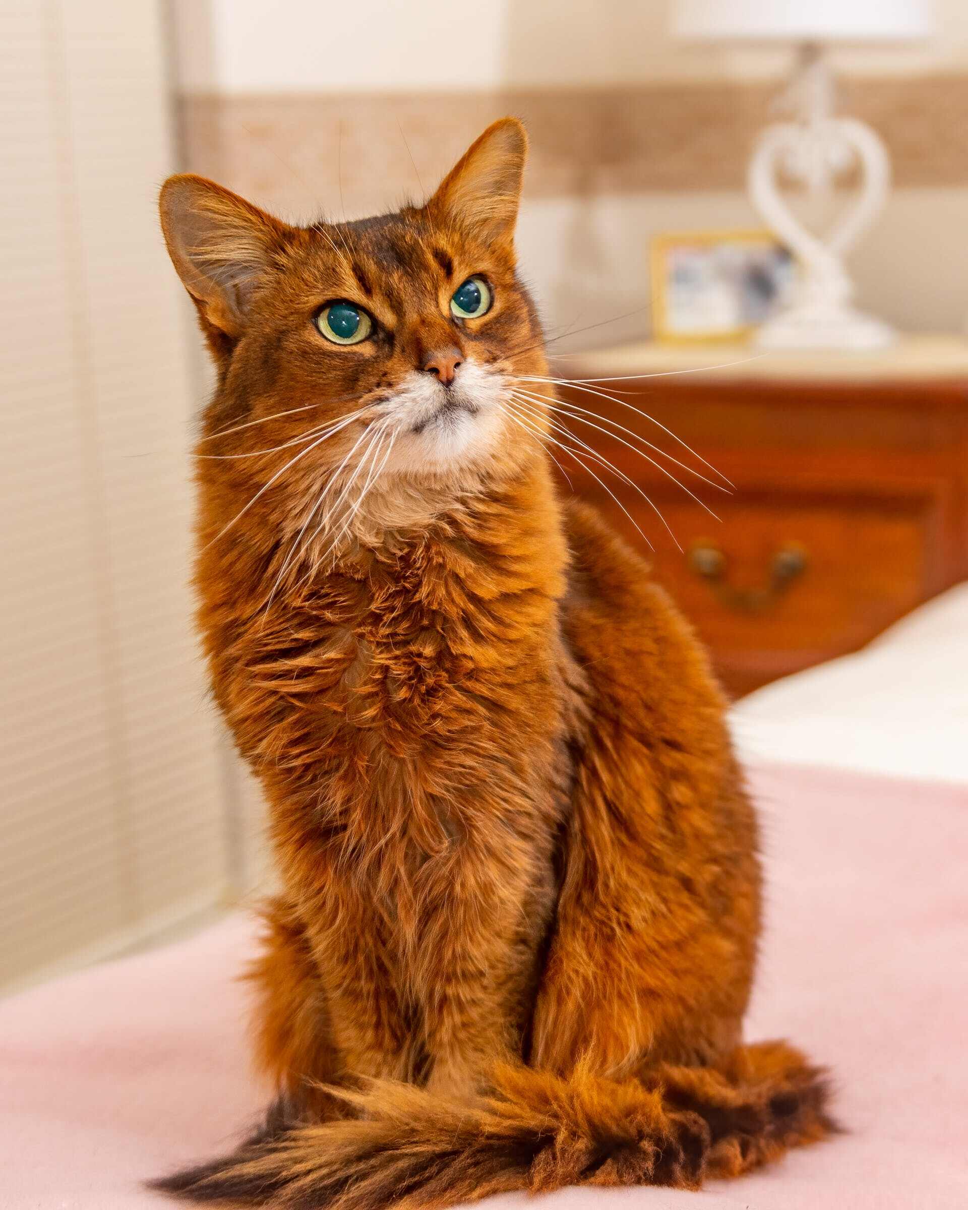 A Somali cat sitting on a bed