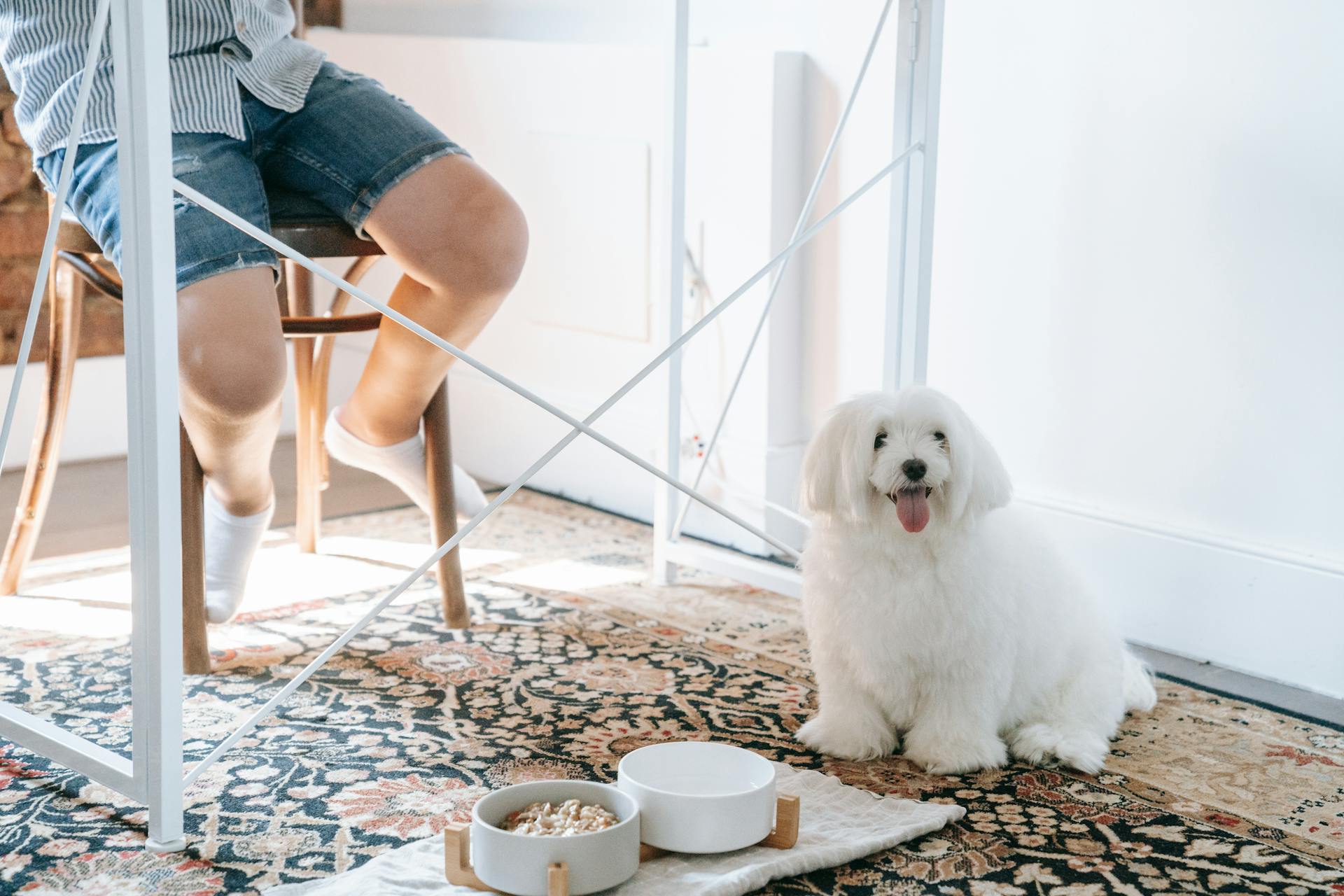 A small white dog sitting by a food bowl under a table