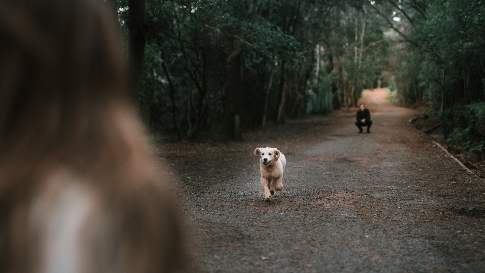 En hund som springer mellan två personer i en skog