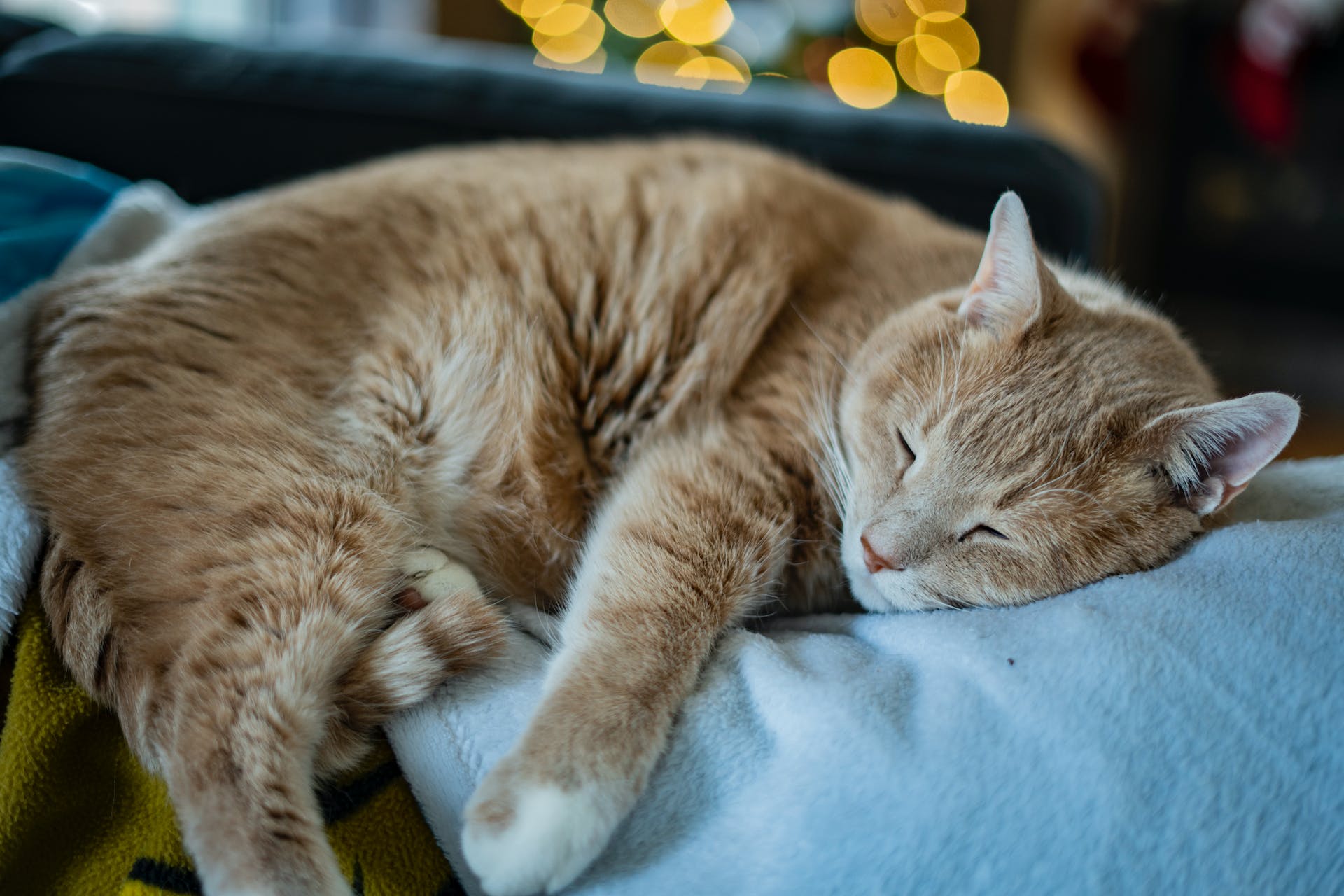 A sick cat sleeping on a blue blanket