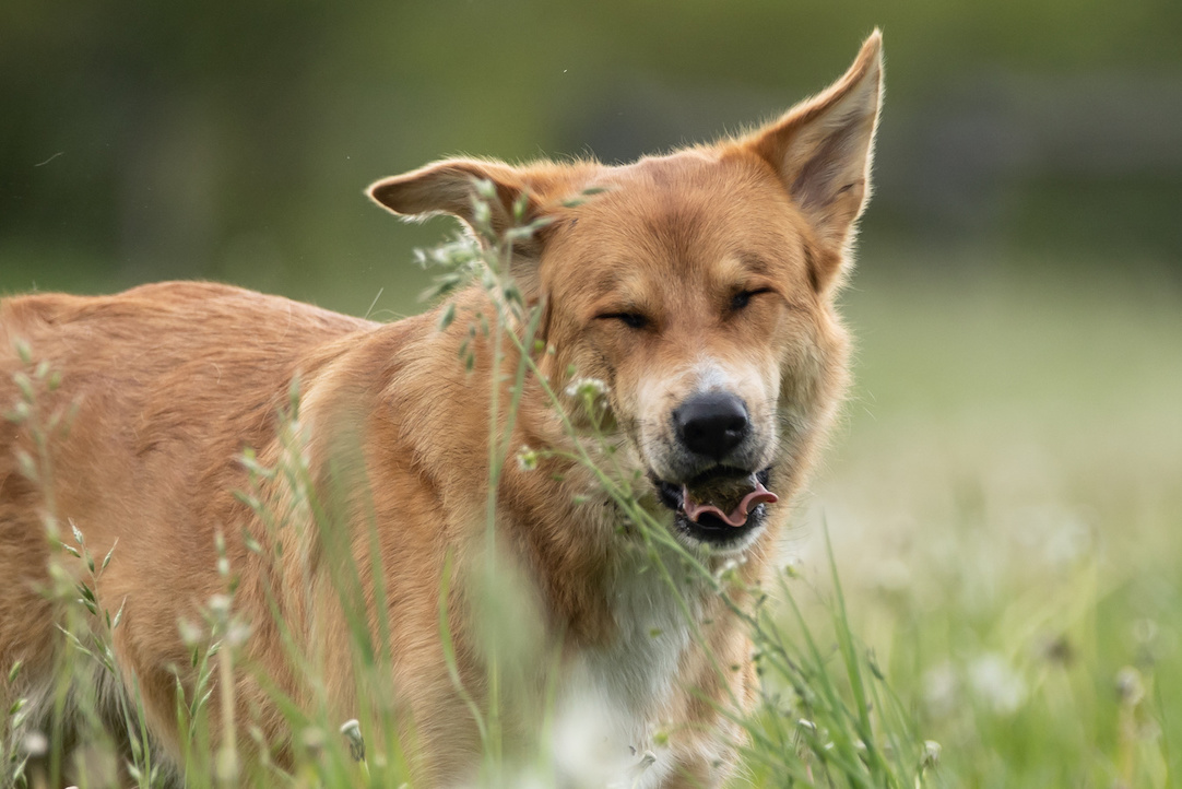 Hund atmet pollen auf einer Wiese ein