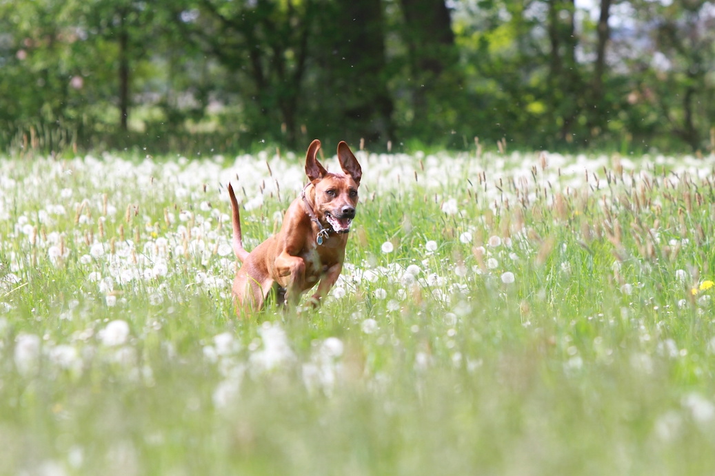 Brauner Hund läuft über eine hohe Wiese mit vielen Pollen