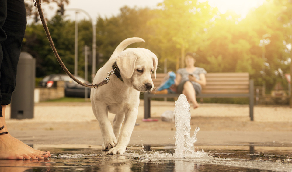 Junger, heller Labrador plantscht in einem Springbrunnen