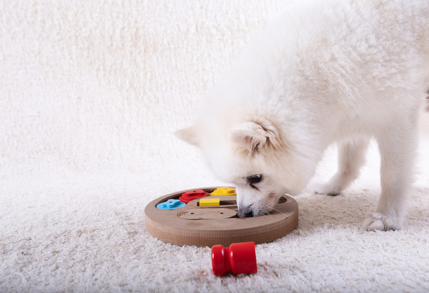 Weißer Spitz löst Puzzlespiel