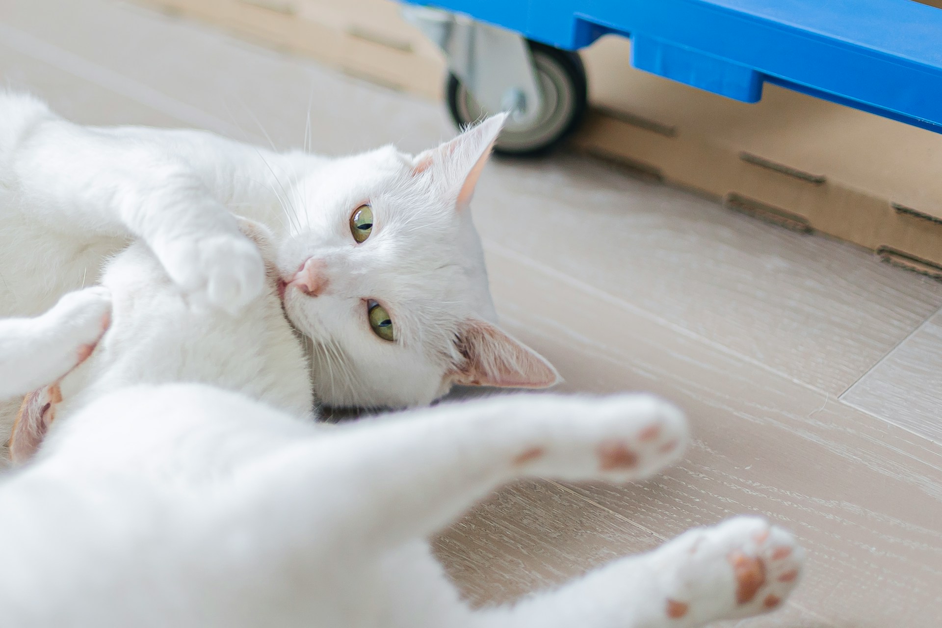 Two white cats play fighting indoors