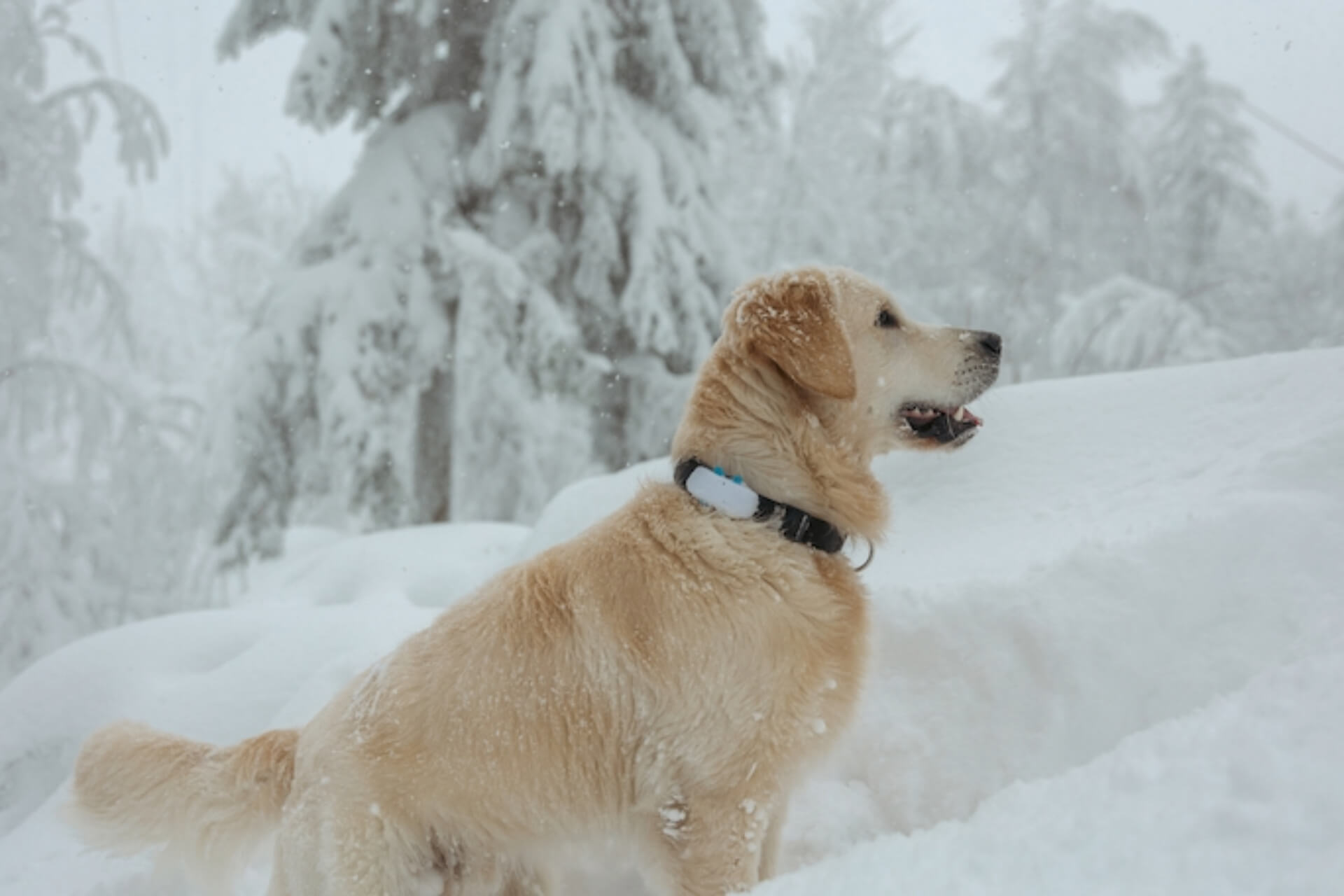 Golden Retriever mit Tracker im Schnee