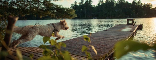 Een hond rent op een steiger met uitzicht op een meer