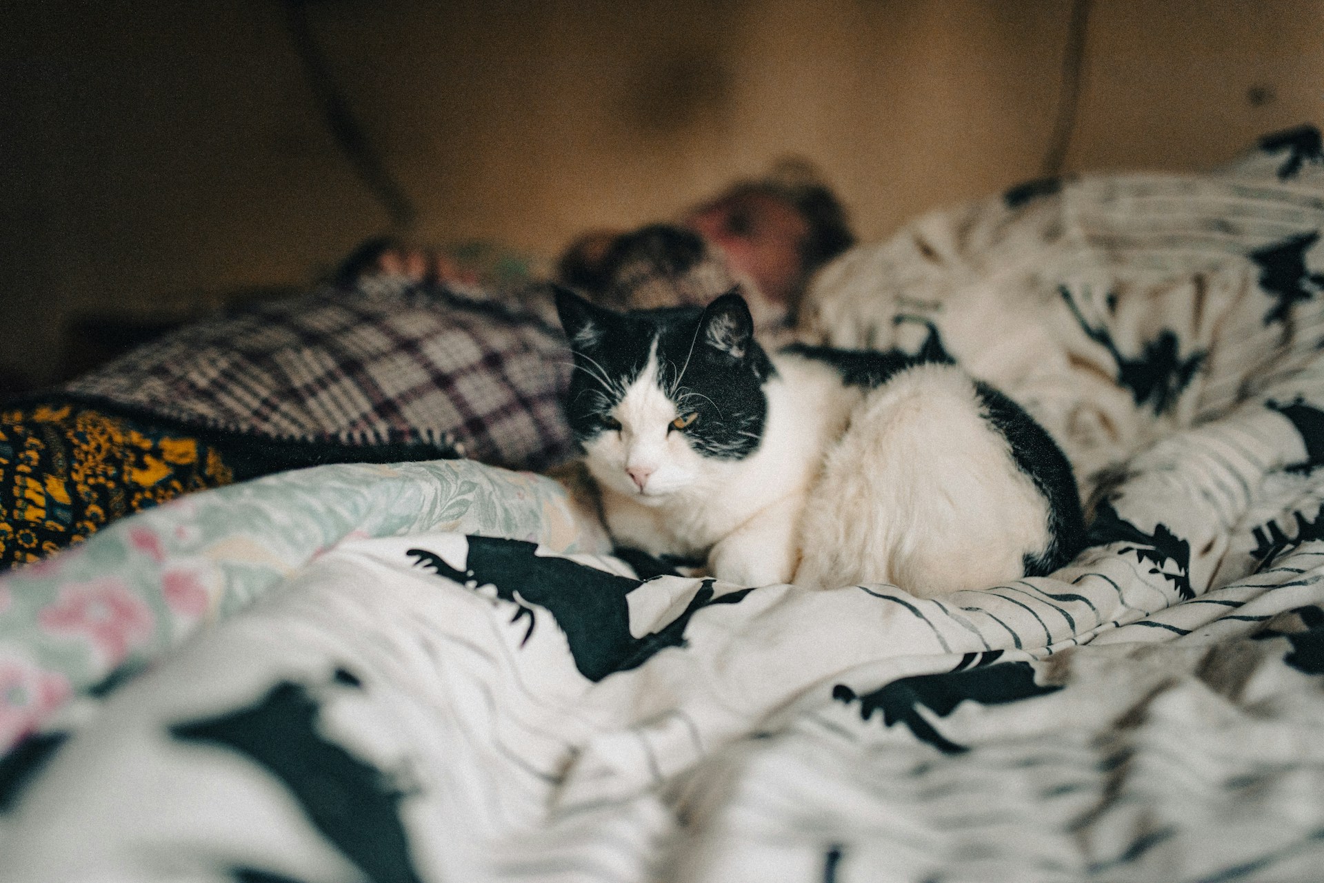 An irritable looking cat sitting on a blanket in bed