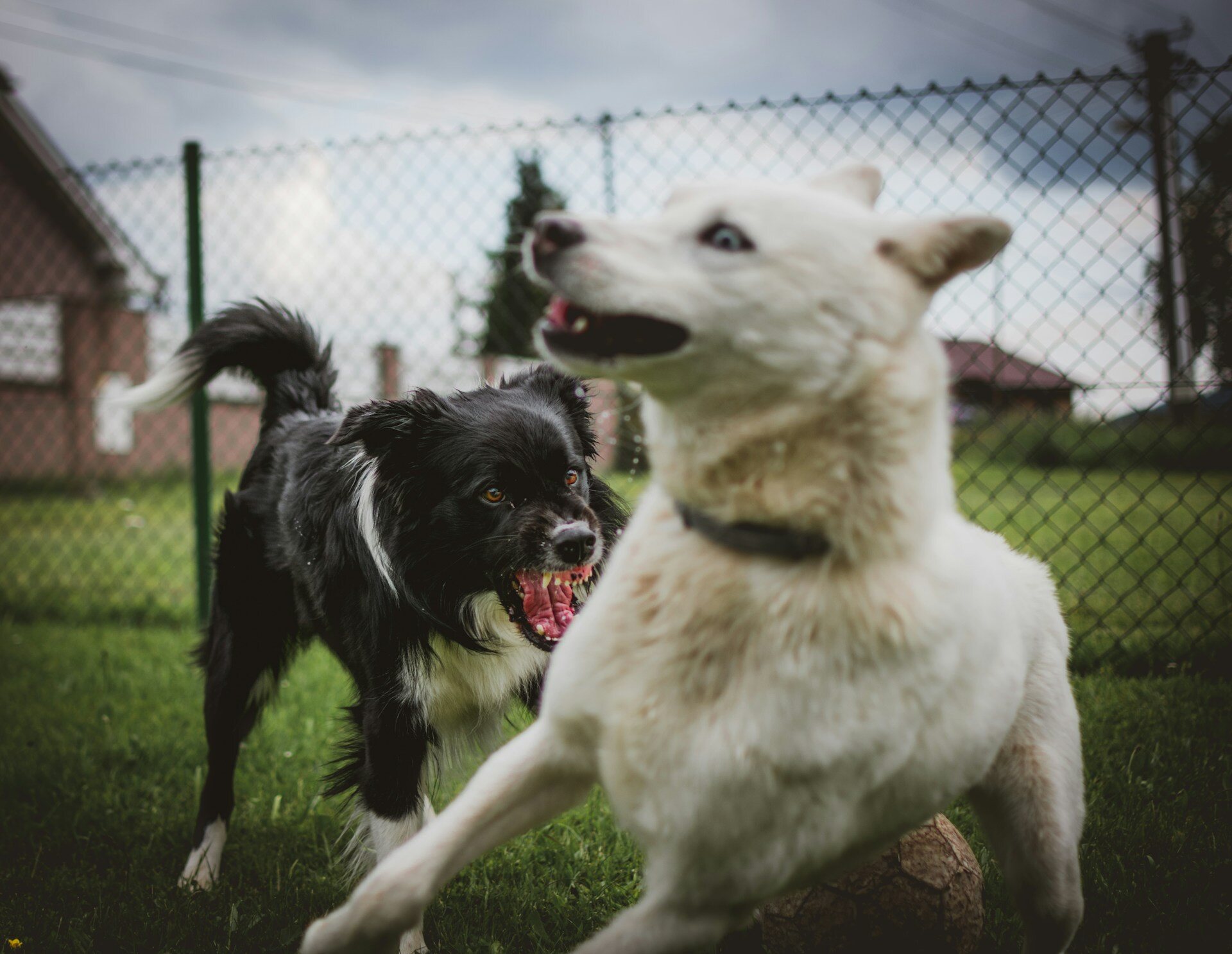 A dog snarling at another dog at a park