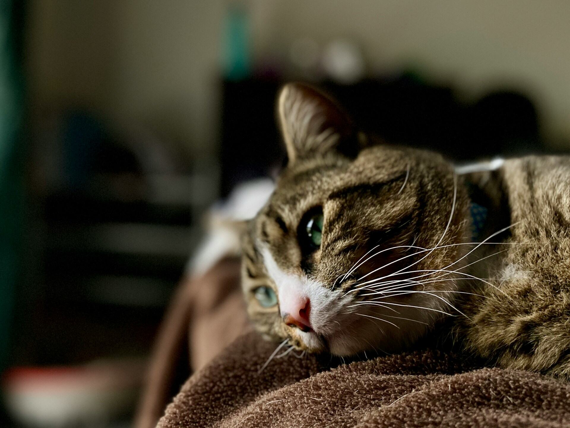 A depressed cat lying in bed