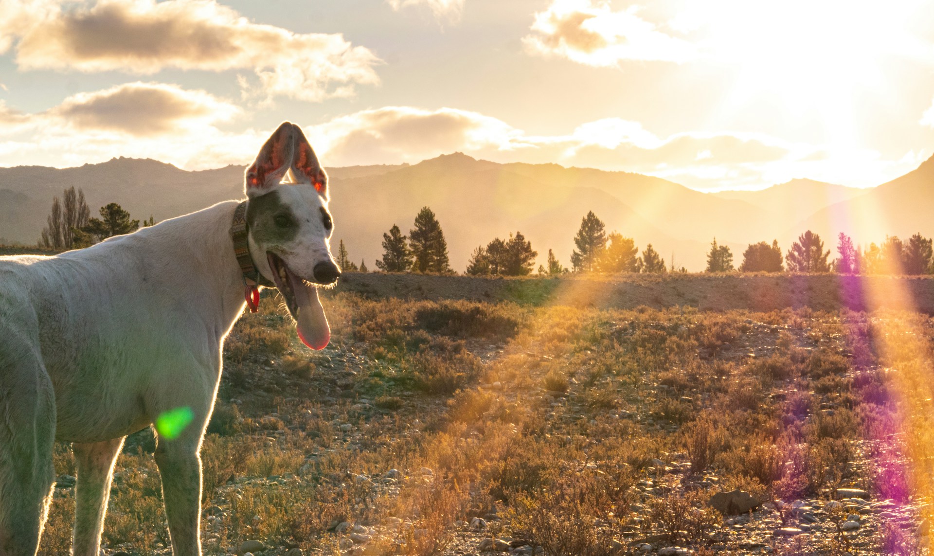 A Greyhound standing by a field