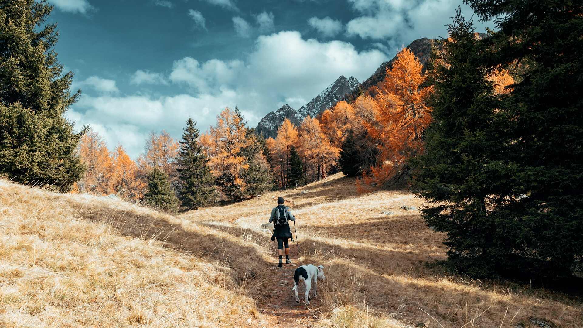 En man som vandrar i skogen med sin hund